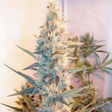 Outdoor Grapefruit van Female Seeds
