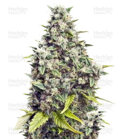 Grapefruit van Female Seeds