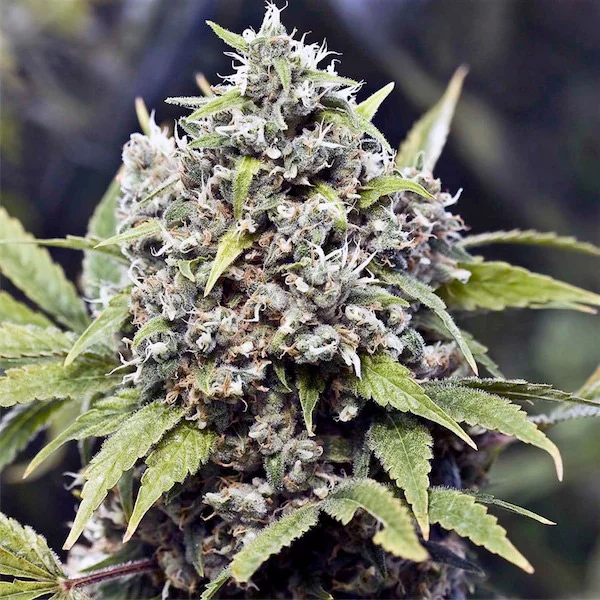 Pure AK van Female Seeds