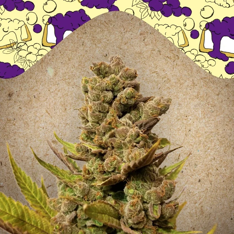 Blueberry Cheesecake van Female Seeds