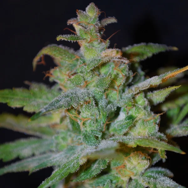 AK van Female Seeds