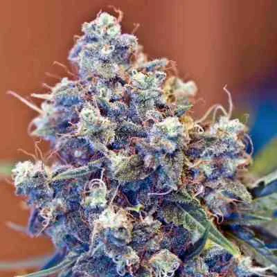 ICED Grapefruit van Female Seeds