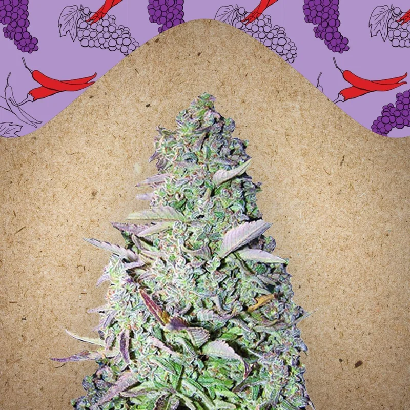 Purple Maroc van Female Seeds