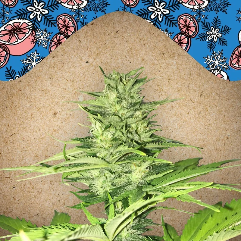 ICED Grapefruit van Female Seeds