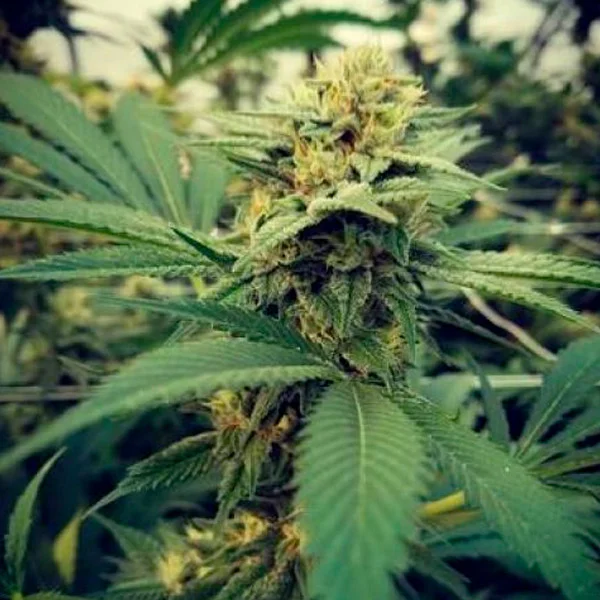 Critical Sour van Female Seeds