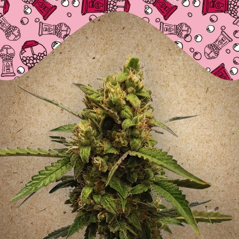 Bubble van Female Seeds