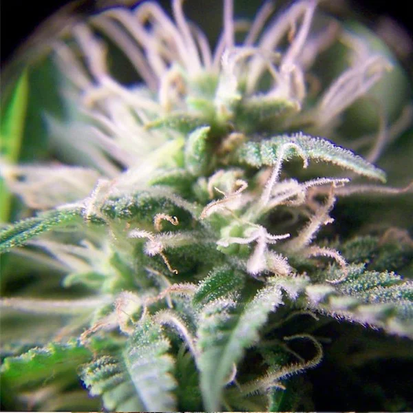 Purple Maroc van Female Seeds