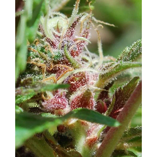 Red Purps van Female Seeds