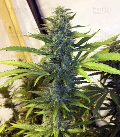 White Widow x Big Bud van Female Seeds