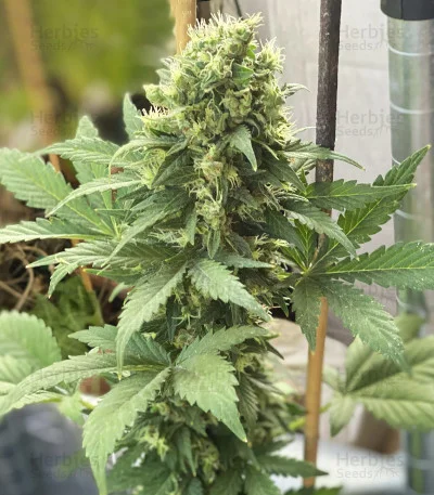 Gelato van Female Seeds