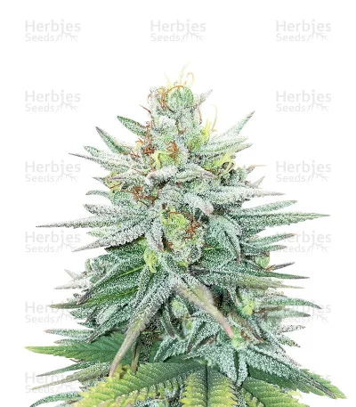 Cherry Pie van Female Seeds
