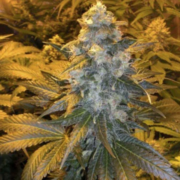 ICE van Female Seeds