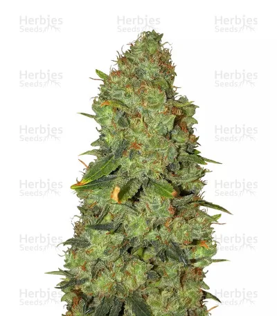 White Widow x Big Bud van Female Seeds