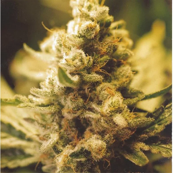 Lemon Kush van Female Seeds