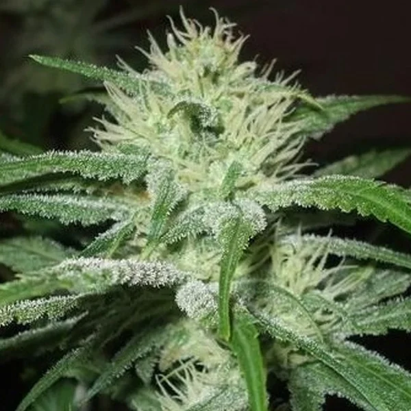 Speed Bud van Female Seeds