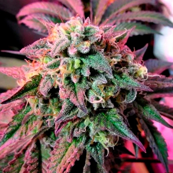Cherry Pie van Female Seeds