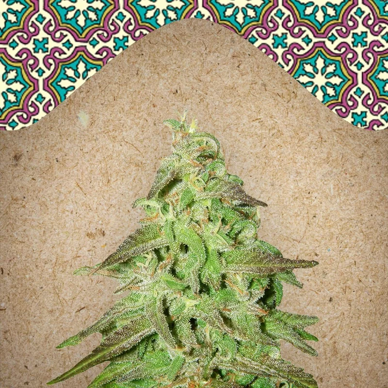 Maroc van Female Seeds
