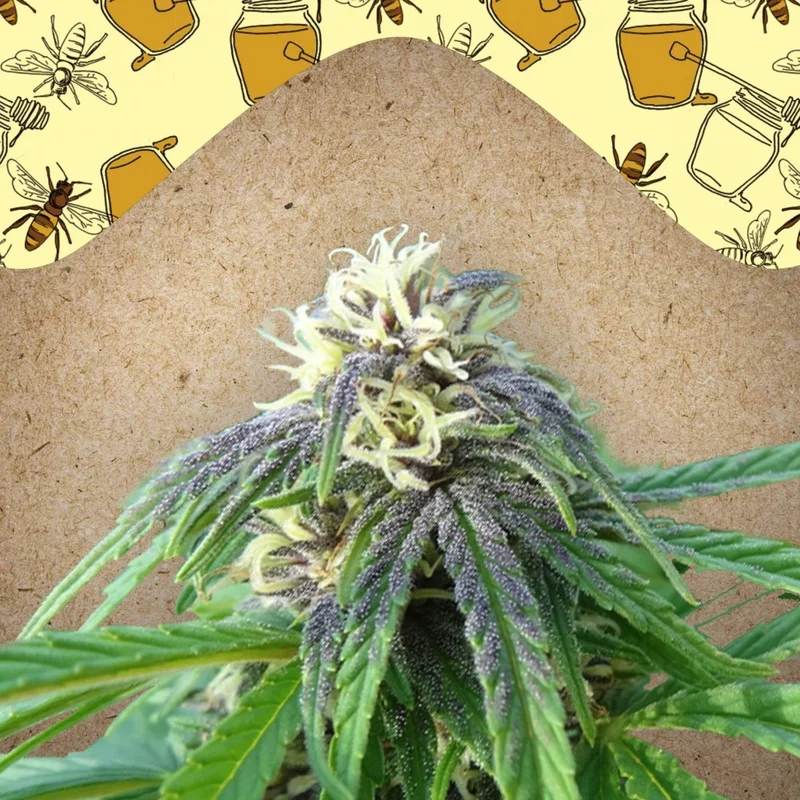 Easy Sativa van Female Seeds