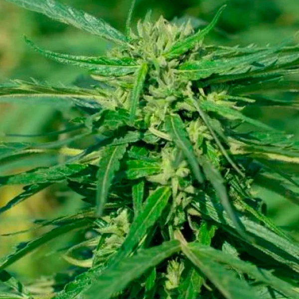 CBD Terra Italia van Female Seeds