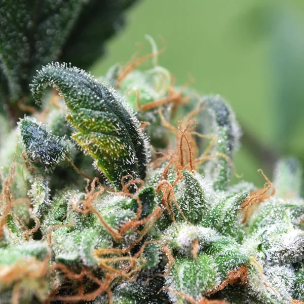 Blueberry Cheesecake van Female Seeds