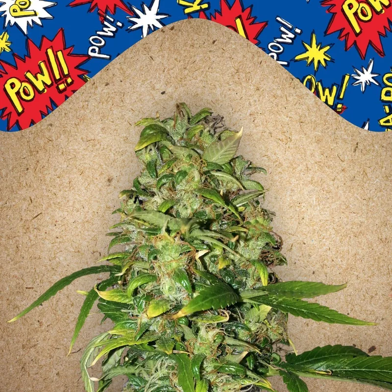 AK van Female Seeds