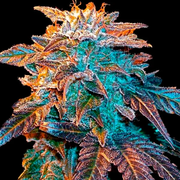 Gelato van Female Seeds
