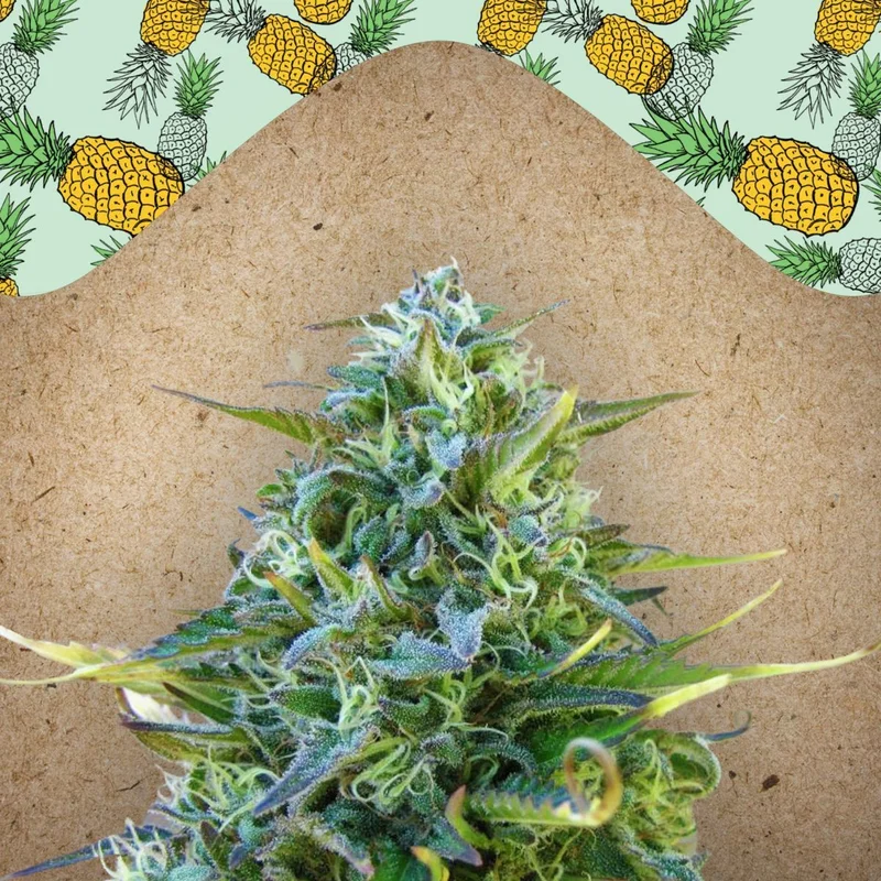 Critical Sour van Female Seeds
