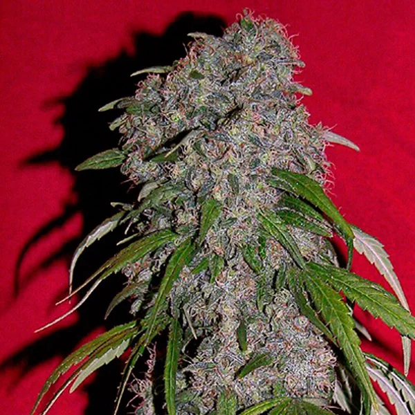 SexBud van Female Seeds