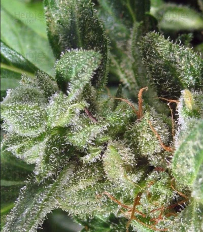 NL van Female Seeds