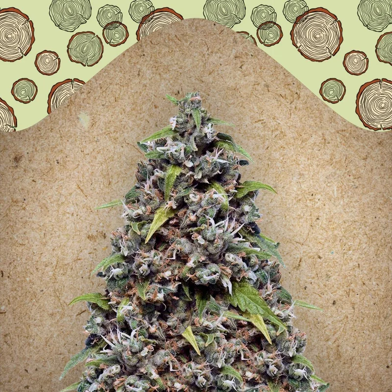 Pure AK van Female Seeds