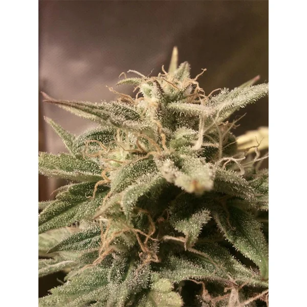 Bubble van Female Seeds