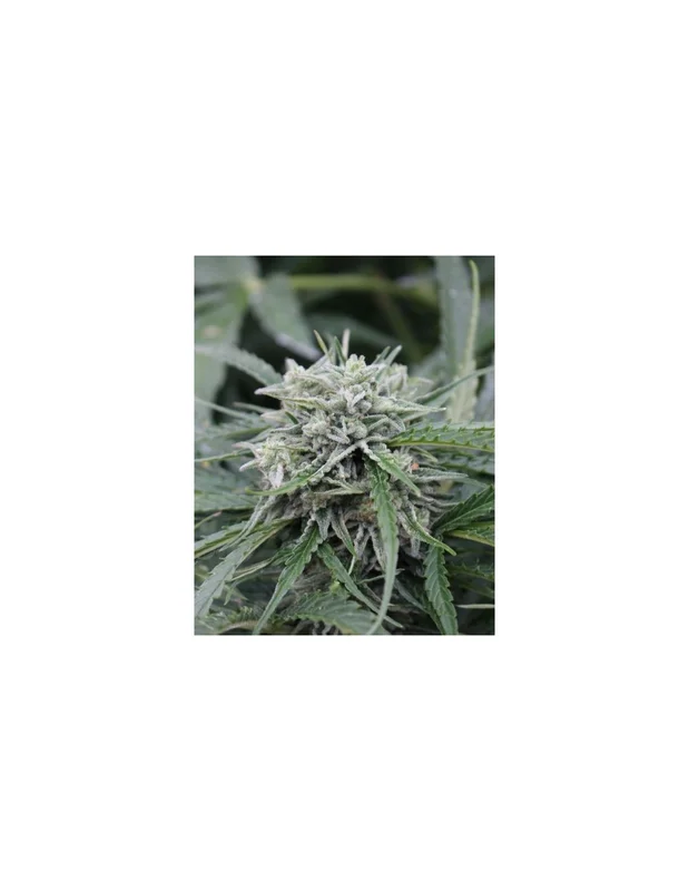 Northern Lights van Female Seeds