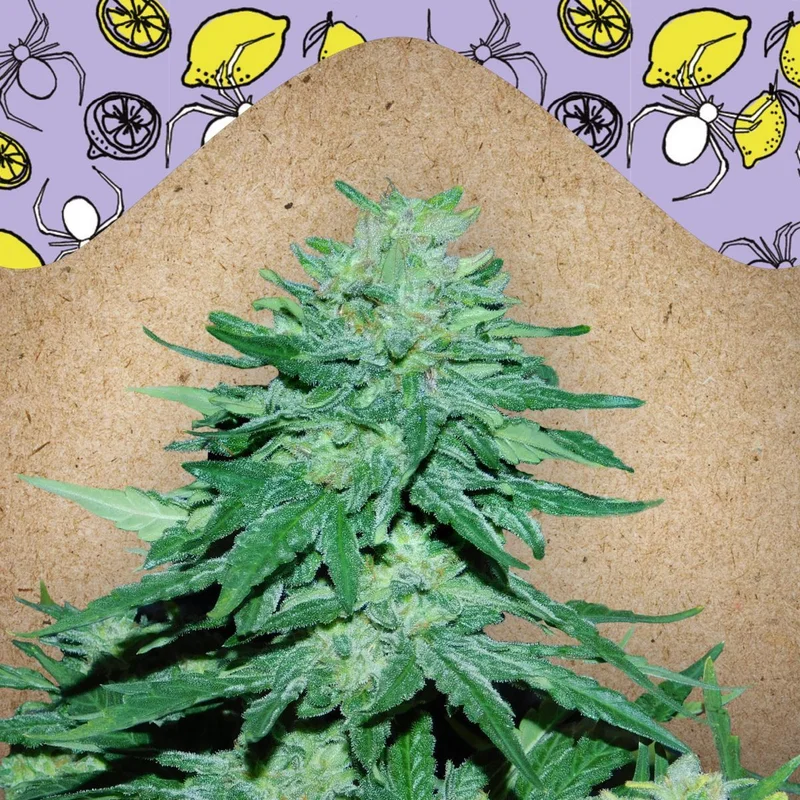 White Widow x Big Bud van Female Seeds