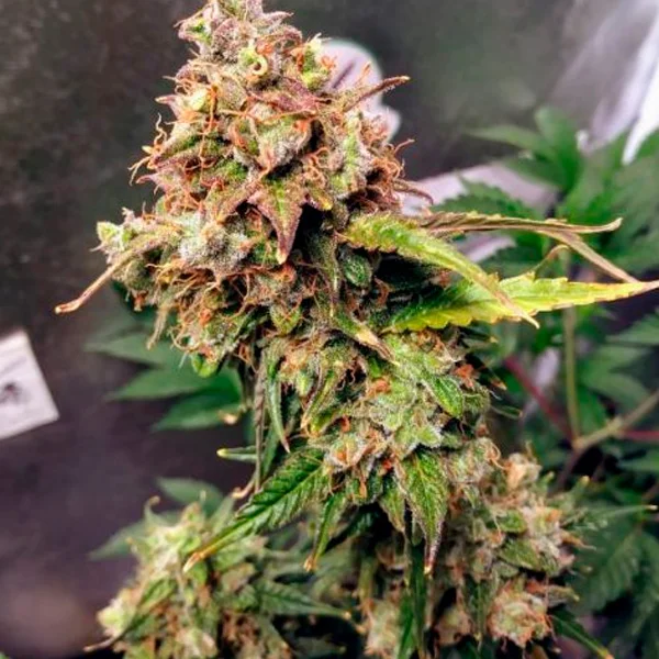 NL van Female Seeds