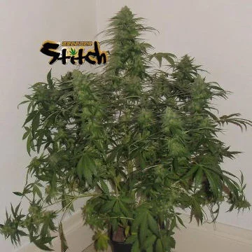 Russian Fuel van Flash Seeds