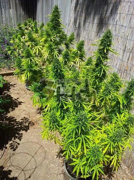 MI6 van Flash Seeds