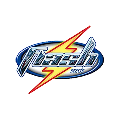 Russian Haze van Flash Seeds