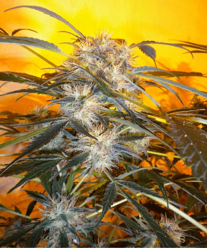 Nirvana Sky van Flash Seeds