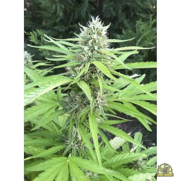 Bubble Hash van Flash Seeds