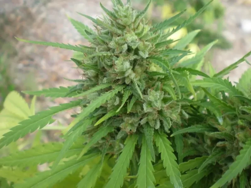 Copacabana van Flash Seeds