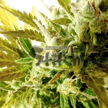 Kush Van Stitch van Flash Seeds