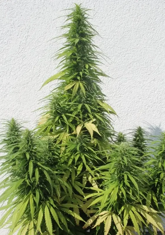 Octopussy van Flash Seeds