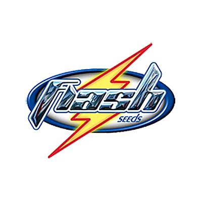 Russian Haze van Flash Seeds