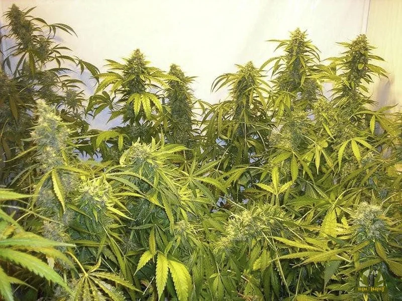 Black Samba van Flash Seeds