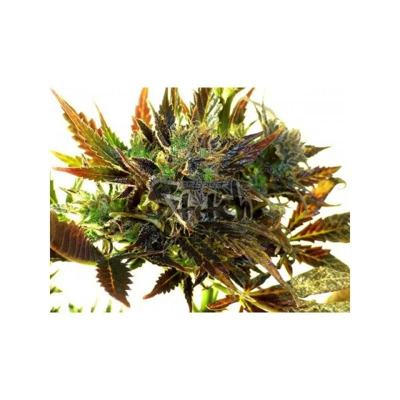 Purple Mazar van Flash Seeds