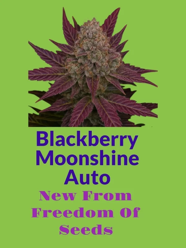 Blackberry Moonshine van Freedom of Seeds