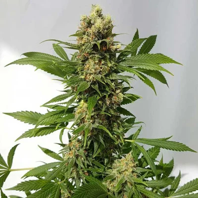 Guerrilla Ryder van Freedom of Seeds