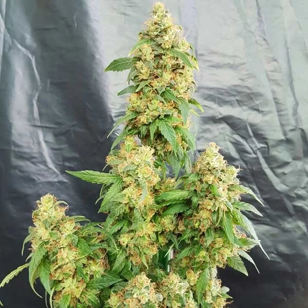 Chunky Skunk van Freedom of Seeds