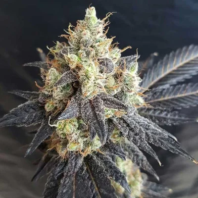 Mighty Grape van Freedom of Seeds