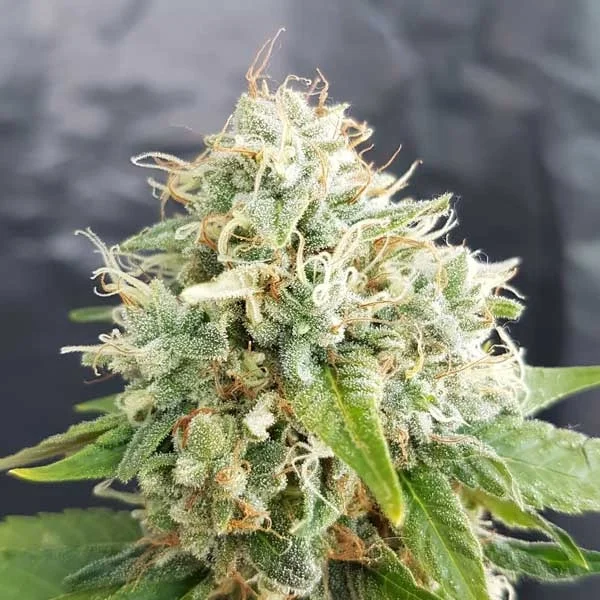 Little Stilton (war Easy Cheese Auto) van Freedom of Seeds